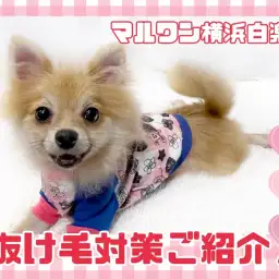 【 お役立て情報 】いよいよ換毛期到来！快適に過ごすための抜け毛対策ご紹介