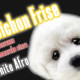 【 ビションフリーゼ 】天真爛漫!毛量たっぷり、アフロ犬目指して元気に成長中!