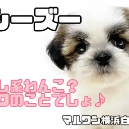 【 シーズー 】おっとりわんこの代表格!チャンピオンの血を受け継いだ癒し系わんこ