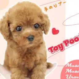 【 トイプードル 】ぬいぐるみ級のかわいさ！もふもふ垂れ目の華麗なる乙女