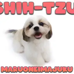 【 シーズー 】生後6ヶ月記念ブログ!初心者必見のスーパーフレンドリーな女の子!