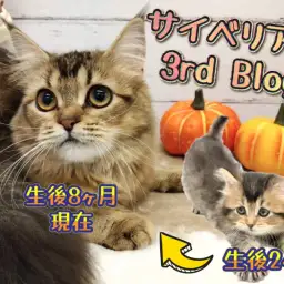 【 サイベリアン 】皆様に愛され続け生後8ヶ月、上品な女の子に成長しました!