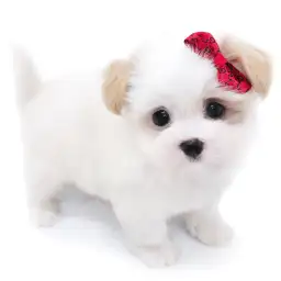 MIX【マルチーズ×（狆×マルチーズ）】