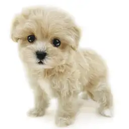 MIX（マルチーズ×トイプードル）