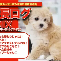 【 ビションプーちゃんの成長アルバム 】ボリューム自慢のもこもこMIXちゃんの成長記!