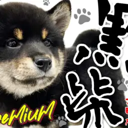 【 柴犬 】THE・日本犬!プレミアム級な黒いクマさん!