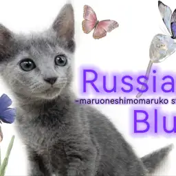 【 ロシアンブルー 】光沢のあるブルーの被毛が美しい長年愛され続ける美猫降臨!