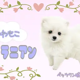 【 ポメラニアン 】わたあめちゃんがやって来た!!