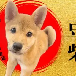 【 豆柴 】ルックス・性格ともに神がかった和犬!じっくりとご覧あれ