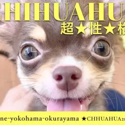 【 チワワ 】犬馴れバッチリ!性格バッチリ!超優秀ちーちゃん2ndブログ!