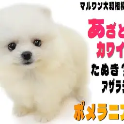 【 ポメラニアン 】閲覧数急上昇中のスターわんこ!大人気のあざらしポメが登場!