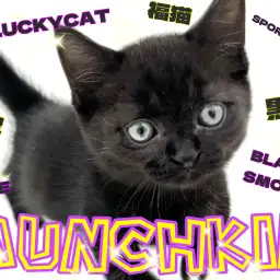 【 マンチカン 】美しいブラックスモークカラーのシャコタン黒にゃんこ!