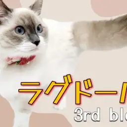 【 ラグドール 】生後7ヶ月を迎え新しいトレーニングに挑戦！賢すぎるラグちゃん