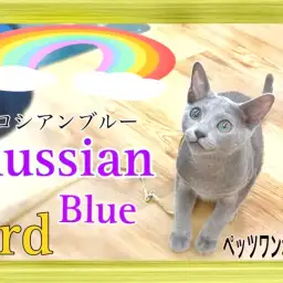 【 ロシアンブルー 】3rd紹介 元気いっぱい!遊ぶの大好き王子様