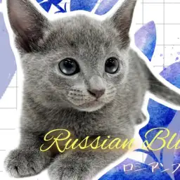 【 ロシアンブルー 】気品ある美しさにくぎ付け!ロシアンスマイル炸裂で皆様を虜に