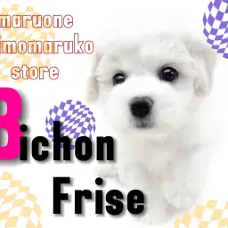 【 ビションフリーゼ 】注目集まる!美しい純白の被毛を持つ穏やかな女の子!