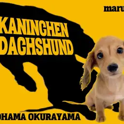 【 カニンヘンダックス 】ダックス種の最小サイズ!育てやすいポイント4選!