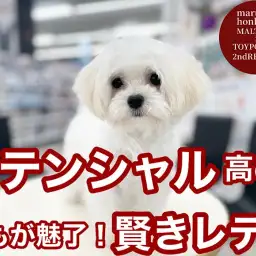 【 マルプー 】ポテンシャル高め!誰もが魅了しちゃう賢きマルプーちゃん!