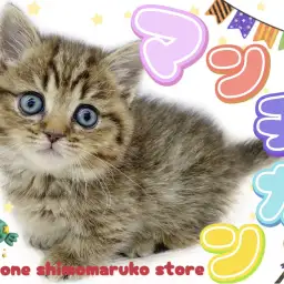 【 マンチカン 】やっぱり可愛い愛されキャット!短足タイプの癒し系はボクのこと!