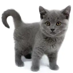 ブリティッシュショートヘア