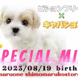 【 MIX 】貴重クォーター犬現る！ビションとキャバションが両親の女の子！