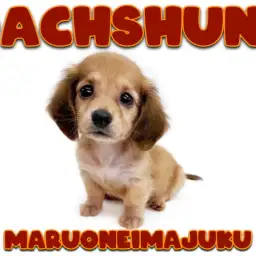 【 ミニチュアダックスフント 】困り顔に癒される胴長短足の甘えん坊ガール!