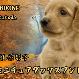 【 ミニチュア・ダックスフンド 】ゴールドカラーに身を包んだ癒し系男子!