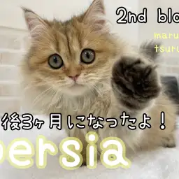 【 ペルシャ 】2ndブログ!生後3ヶ月になったよ!