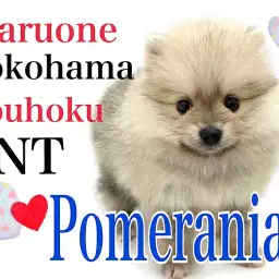 【 ポメラニアン 】可愛さギュッと詰め込みました!まん丸たぬきポメ