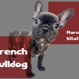 【 フレンチブルドック 】あなたを笑顔にして見せます!ぺちゃ顔界のプリンス登場!