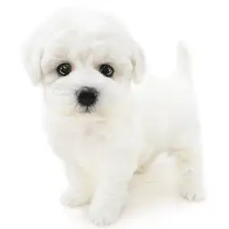 ビションフリーゼ