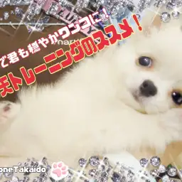 【 へそ天トレーニング 】コレで君も穏やかワンコ!ヘソ天トレーニングのススメ!