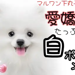 【 ポメラニアン 】アイドル確定!満天の笑顔で幸せを運ぶ白ポメプリンス降臨!