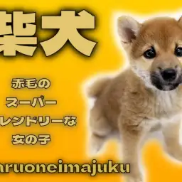 【 柴犬 】目ヂカラ最強の美人顔!スーパーフレンドリーで感情表現豊かな女の子!