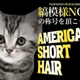 【 アメリカンショートヘア 】甘えん坊な性格の素晴らしい縞模様アメショちゃん!!