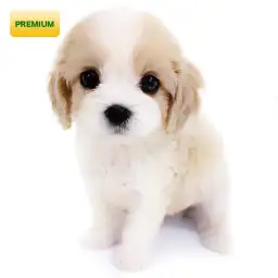 MIX（キャバリアキングチャールズスパニエル×ビションフリーゼ）