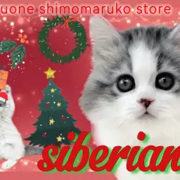 【 サイベリアン 】もふもふの被毛を纏った美猫は人が大好きすぎる甘えん坊