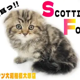 【 スコティッシュフォールド 】心をくすぐる垂れ耳&丸顔の美形にゃんこが登場！