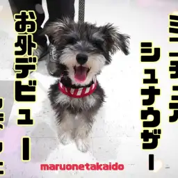 【 ミニチュアシュナウザー 】初めて見る外の世界!シュナちゃんお散歩デビュー!