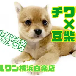 【 MIX 】見た目は豆柴、触り心地はチワワ!?激レアMIXがやってきた!