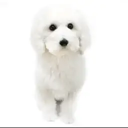 スタンダード・プードル