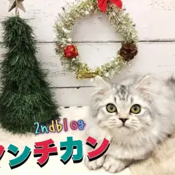 【 マンチカン 】マイペース度UP!生後4ヶ月を迎えた癒し系マンチカンの成長記録