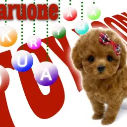 【 トイプードル 】アイドルフェイスな女の子!コンパクトサイズに成長中!