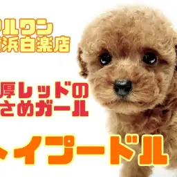 【 トイプードル 】濃厚レッドの毛色を持つ小さめトイプー!遊びよりも人が好き!?
