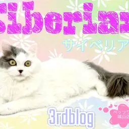 【 サイベリアン 】3rd紹介 城山店のアイドル猫 サイベちゃん