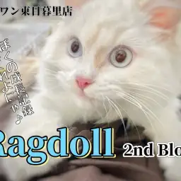 【 ラグドール 】2nd Blog まるでカプチーノなクリームポイントカラー