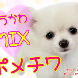 【 MIX 】可愛い×可愛い=ぐうカワなポメチワMIX!