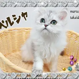 【 ペルシャ 】ちびっこサイズはそのまま!可愛く成長中!