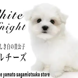 【 マルチーズ 】愛くるしい愛玩犬！ホワイトカラーの白の貴公子はアナタの癒し担当