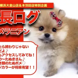 【 ぽんぽんの成長アルバム 】超たぬき顔のたぬポメちゃんの成長記!